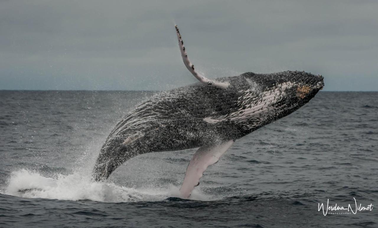 Whale House Hotel Puerto López エクステリア 写真